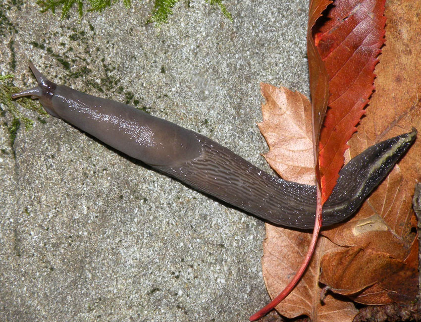 Notte di luna piena nel bosco: i Limax da Ligonchio